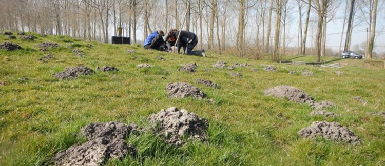 Collaborating with a Pest? Recounting an Encounter Between Moles and Archaeologists