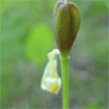 Yellow Glacier Lily, Erythronium Grandiflorum