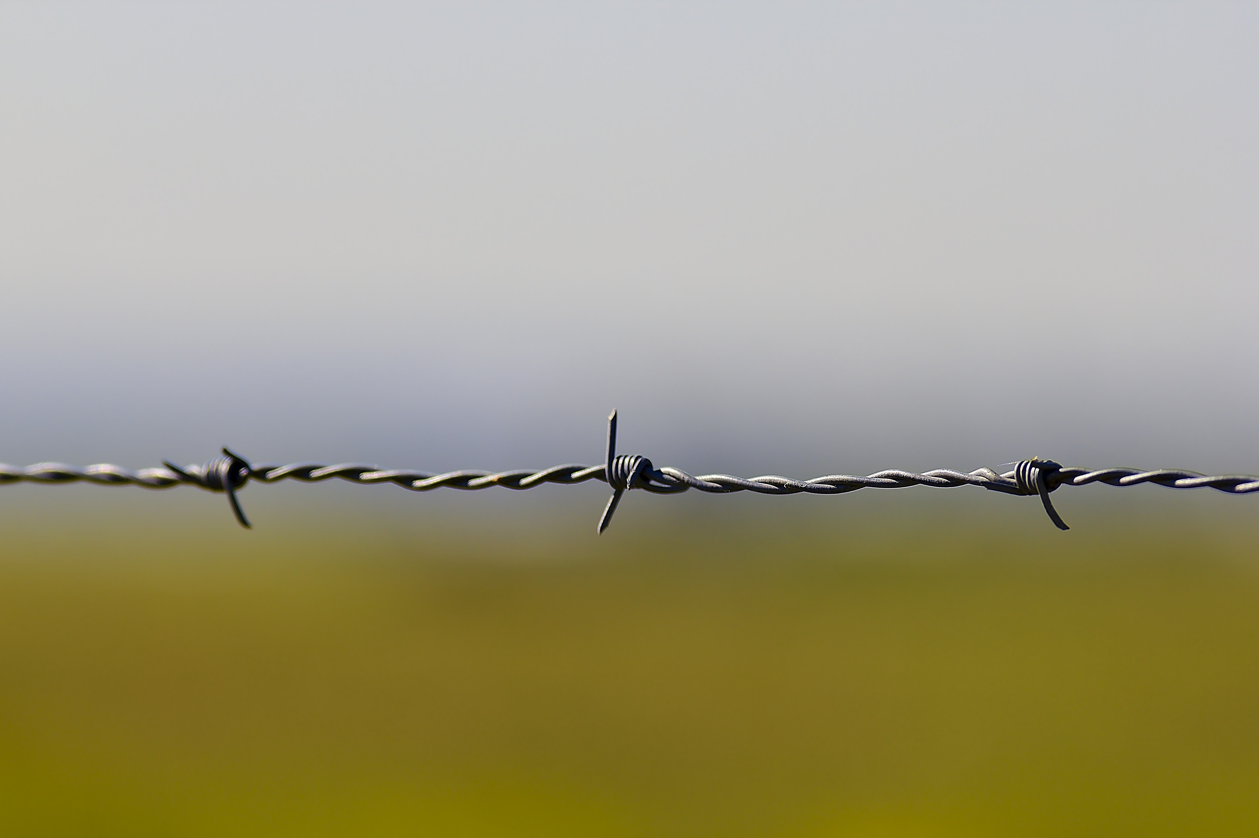 Barb 2024 wire torrent